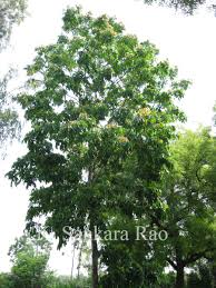 Image result for Khaya grandifoliola