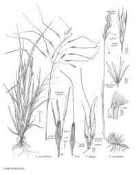 Image result for Chrysopogon