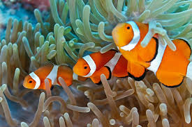 Pesce Pagliaccio Tutto Quello Che C E Da Sapere Su Nemo