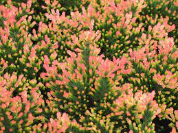 Spring Torch Heather Plants4home In 2021 Heather Plant Heath Plant Rock Garden Plants
