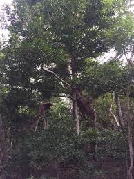 Image result for Huberantha mossambicensis