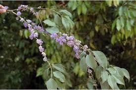 Image result for Memecylon myrianthum