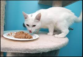 We also routinely update and review our own reviews ensuring that any changes by manufacturers are brought to your attention. Carrageenan Should It Be In Your Cat S Food