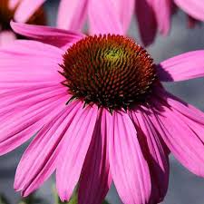 Image result for Echinacea purpurea `Magnus`