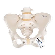 The pelvis is a musculoskeletal structure that is made up of hip and sacrococcygeal bones, along with several muscular layers. Anatomical Teaching Models Plastic Human Pelvic Models Female Pelvic Skeleton Model