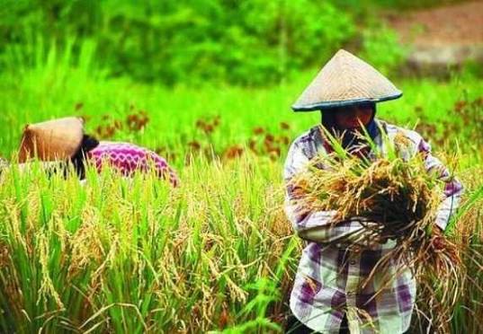 Ketahanan Pangan Berbasis Desa Menopang Stabilitas Nasional