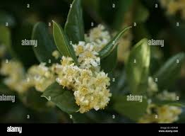 Image result for Monimiaceae