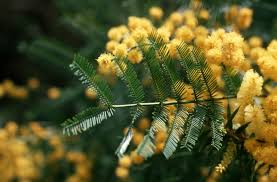 نتیجه جستجوی لغت [acacia] در گوگل