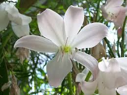 Image result for Crinum moorei