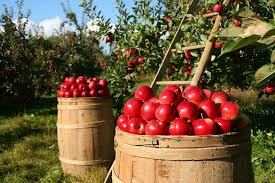 19 августа 2021 года отмечается преображение господне и яблочный спас. Municipalnoe Televidenie Volgograda
