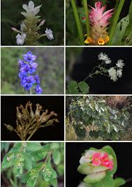 Image result for Triumfetta setulosa