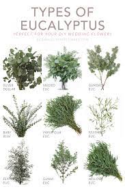 Eucalyptus cladocalyx habit eucalyptus cladocalyx, commonly known as sugar gum, is a species of eucalypt tree found in the australian state of south australia. Types Of Eucalyptus For Your Diy Wedding Bloom Culture Flowers