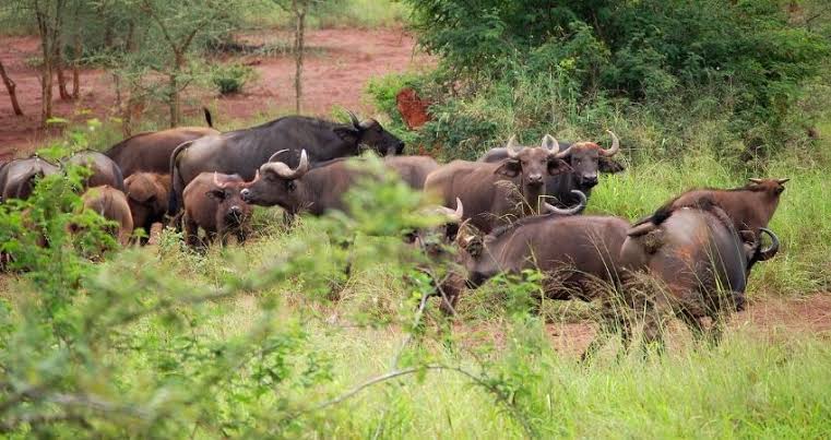 Game drive in Akagera National Park, A game drive in Rwanda