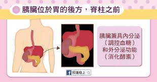 Jul 17, 2021 · 第二常見的胰臟癌為發源於胰臟外分泌腺體細胞的 胰臟腺泡細胞癌 （ 英語 ： acinar cell carcinoma of the pancreas ） ，佔胰臟外分泌癌症的5%，腺泡細胞會過度分泌特定的分子消化酶而導致如皮膚紅疹和關節痛等症狀 。 èƒ°è‡Ÿç™Œ