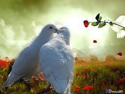 Can you download pictures of birds for desktop? Beautiful Love Birds Wallpapers Wallpaper Cave