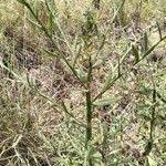 Image result for Helichrysum stenopterum