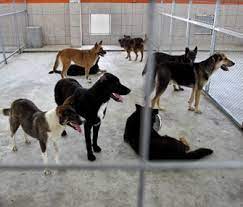 Maybe you would like to learn more about one of these? Are Dog Rescue Groups Too Picky