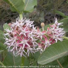 Image result for Asclepias longissima