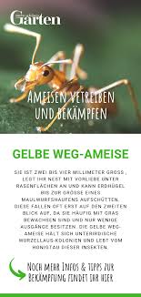 Maybe you would like to learn more about one of these? Ameisen Vertreiben Und Bekampfen Ameisen Ameisen Vertreiben Ameisen Bekampfen