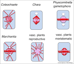 Maybe you would like to learn more about one of these? Update On Plant Cytokinesis Rule And Divide Sciencedirect