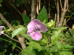 Image result for Eggelingia clavata