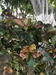 Image result for Acalypha nyasica