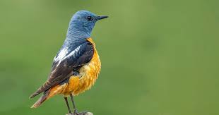 Image result for Corchorus saxatilis