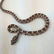 Ghost Corn Snakes For Sale Pantherophis Guttata Corn Snakes For Sale Snakes For Sale Corn Snake