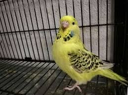 Birds You Can Have As Pets Uk Pin Op Budgies Mutations