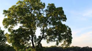 Thickest, tallest, oldest in michigan. Can You Find The Biggest Tree In Michigan Cbs Detroit