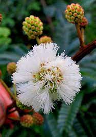 Ecosystem Flora White Ball Acacia Acacia Angustissima Mill Kuntze 1 Strange Flowers Language Of Flowers Amazing Flowers