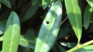 Stigmina carpophila is a fungal plant pathogen causing shot hole disease in stone fruits (prunus spp.). Shot Hole Disease Of Cherry Laurel Youtube