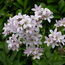 Campanula Lactiflora Loddon Anna Plants Campanula Herbaceous Perennials