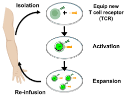Adoptive Cell Therapy Car T Tcr Til Nk Cancer Research Institute Cri