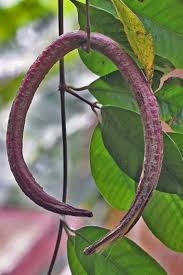 Image result for Cryptolepis