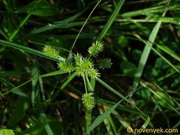 Image result for Cyperus cyperoides