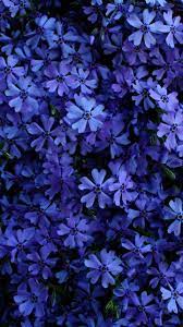 Bloom Small Blue Flowers 720x1280 Wallpaper Beautiful Flowers Wallpapers Blue Flower Wallpaper Blue Flowers