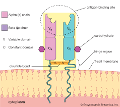 lymphocyte description functions britannica