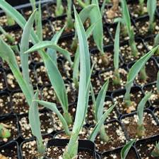 Image result for Maerua grantii