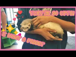 But the cost of buying the animal is only part of your initial cost. Holding A Ferret For The First Time Petco Vlog Youtube