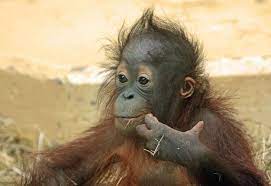 Sumatran Orangutan Sabbar Ouwehands Bb2a2810 Baby Orangutan Orangutan Sumatran Orangutan