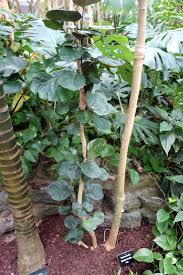 Image result for Polyscias