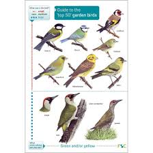 Guide To The Top 50 Garden Birds Fold Out Chart