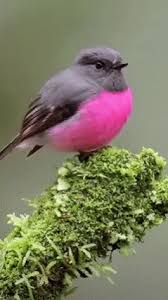 Animated Gif Bird Is The Word Gif Https Encrypted Tbn0 Gstatic Com Images Q Tbn 3aand9gcsetdtjvxrzxtpclmhx4uilhwlulcbzl3ntqw Usqp Cau