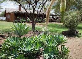 Image result for Adenia lewallei