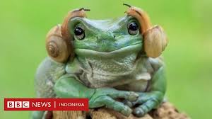 Persahabatan Antar Binatang Yang Unik Dan Menggemaskan Bbc News Indonesia Walaupun tampak menakjubkan namun siput ini mengambil risiko yang tinggi. persahabatan antar binatang yang unik