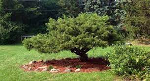 Trimming An Overgrown Juniper Heather Gardens Japanese Garden Plants Sea Green Juniper Landscape