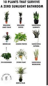 Plants For Bathroom Hanging Plants Indoor Plants Best Bathroom Plants