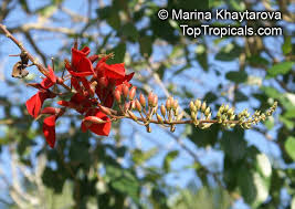 Image result for Erythrina fusca