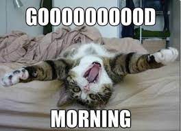 Funny Animal Pictures Of The Day 23 Pics Good Morning Meme Funny Good Morning Memes Morning Memes